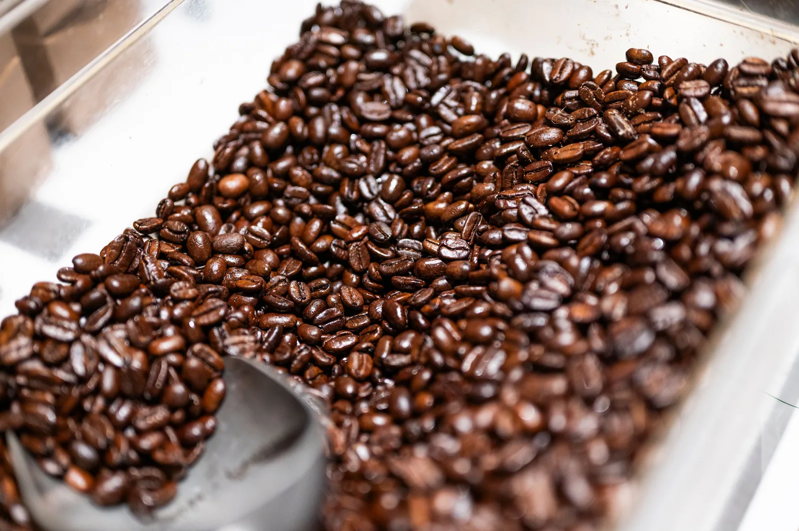 Close-up of freshly roasted coffee beans in a container with a scoop