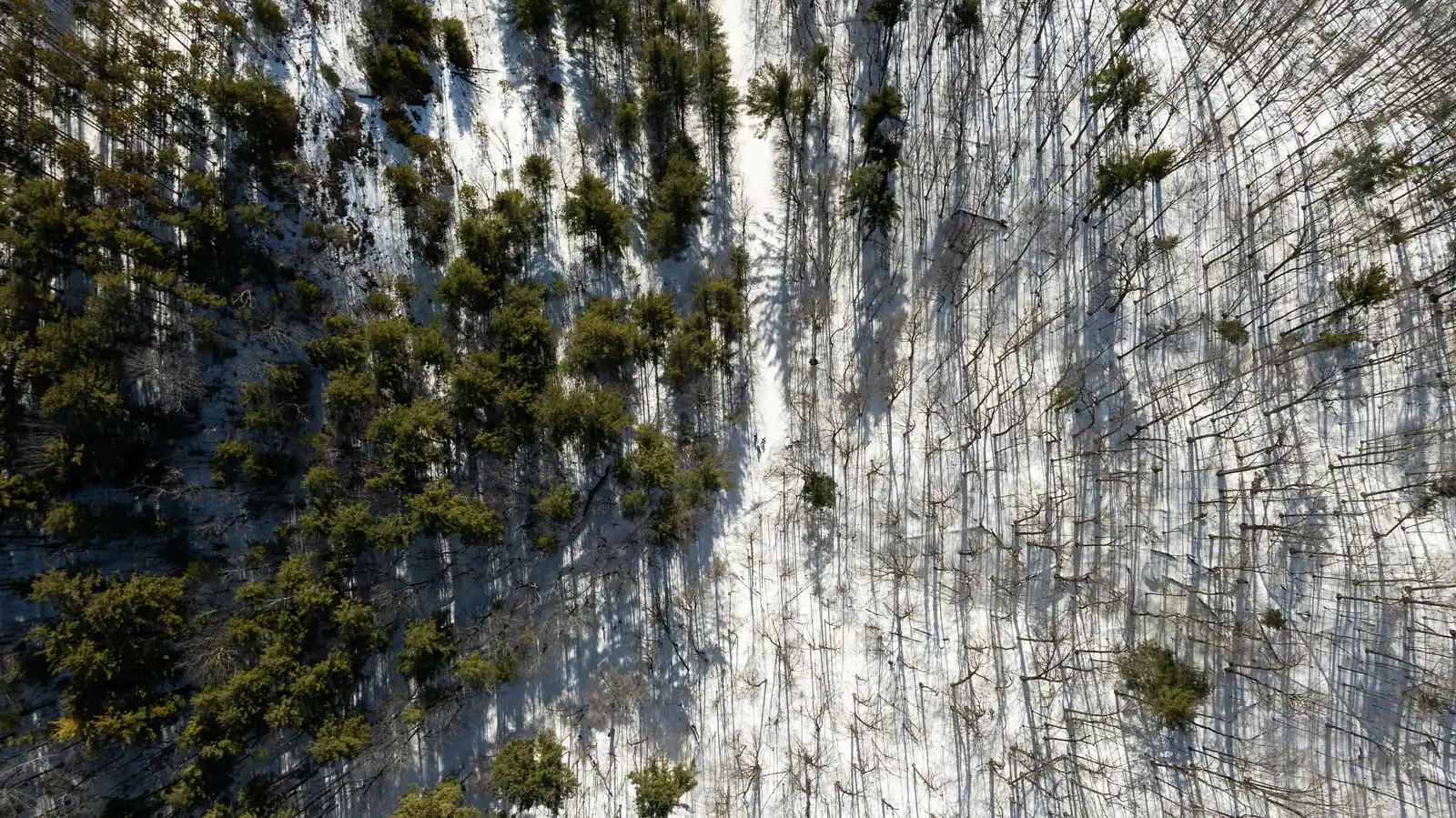 Aerial view of a snowy forest with evergreen and bare deciduous trees, long shadows